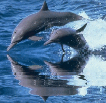 reflet dauphins